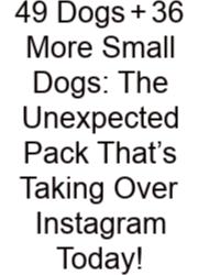 49 Dogs + 36 More Small Dogs: The Unexpected Pack That’s Taking Over Instagram Today!