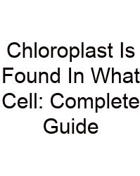 Chloroplast Is Found In What Cell: Complete Guide