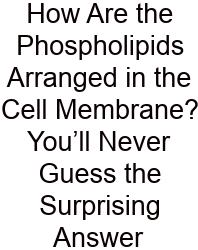How Are The Phospholipids Arranged In The Cell Membrane? You’ll Never Guess The Surprising Answer