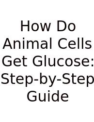 How Do Animal Cells Get Glucose: Step-by-Step Guide