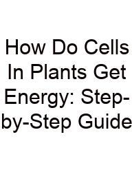 How Do Cells In Plants Get Energy: Step-by-Step Guide