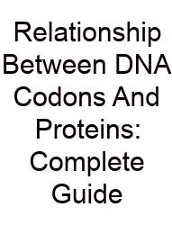 Relationship Between DNA Codons And Proteins: Complete Guide