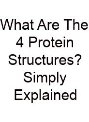 What Are The 4 Protein Structures? Simply Explained