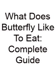 What Does Butterfly Like To Eat: Complete Guide
