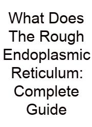 What Does The Rough Endoplasmic Reticulum: Complete Guide
