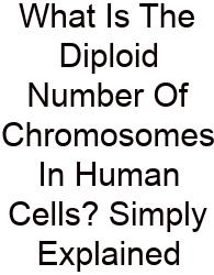 What Is The Diploid Number Of Chromosomes In Human Cells? Simply Explained