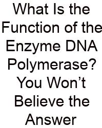 What Is The Function Of The Enzyme DNA Polymerase? You Won’t Believe The Answer