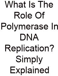 What Is The Role Of Polymerase In DNA Replication? Simply Explained