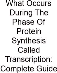 What Occurs During The Phase Of Protein Synthesis Called Transcription: Complete Guide