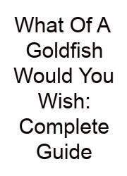 What Of A Goldfish Would You Wish: Complete Guide
