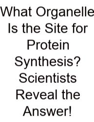 What Organelle Is The Site For Protein Synthesis? Scientists Reveal The Answer!