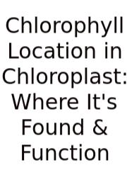 Chlorophyll Location In Chloroplast: Where It's Found & Function