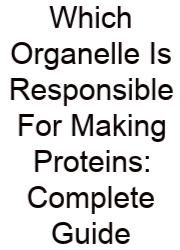 Which Organelle Is Responsible For Making Proteins: Complete Guide
