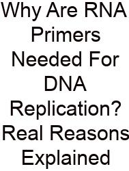 Why Are RNA Primers Needed For DNA Replication? Real Reasons Explained
