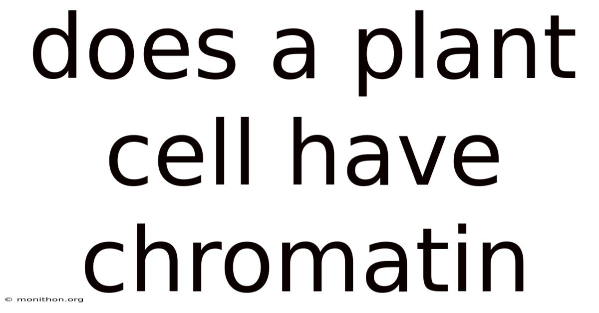 Does A Plant Cell Have Chromatin