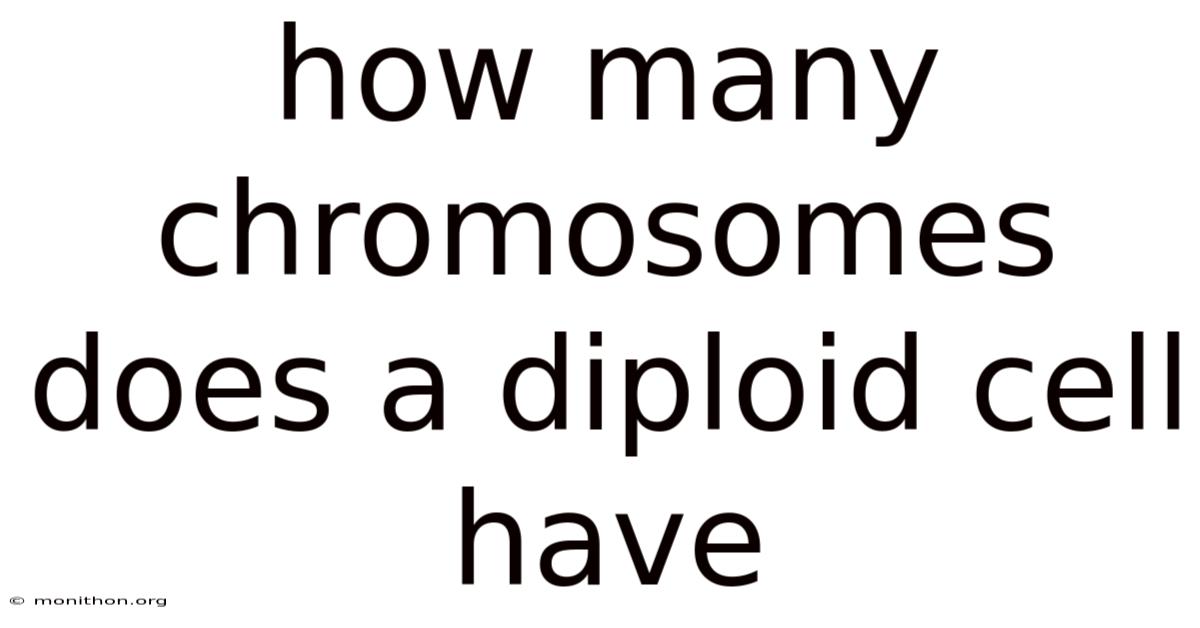 How Many Chromosomes Does A Diploid Cell Have