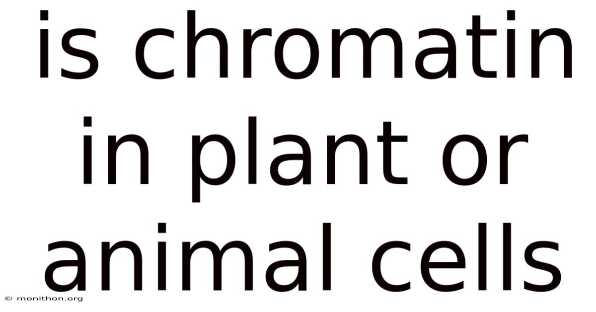 Is Chromatin In Plant Or Animal Cells