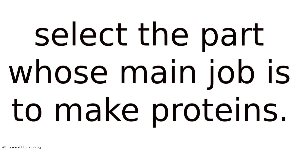Select The Part Whose Main Job Is To Make Proteins.