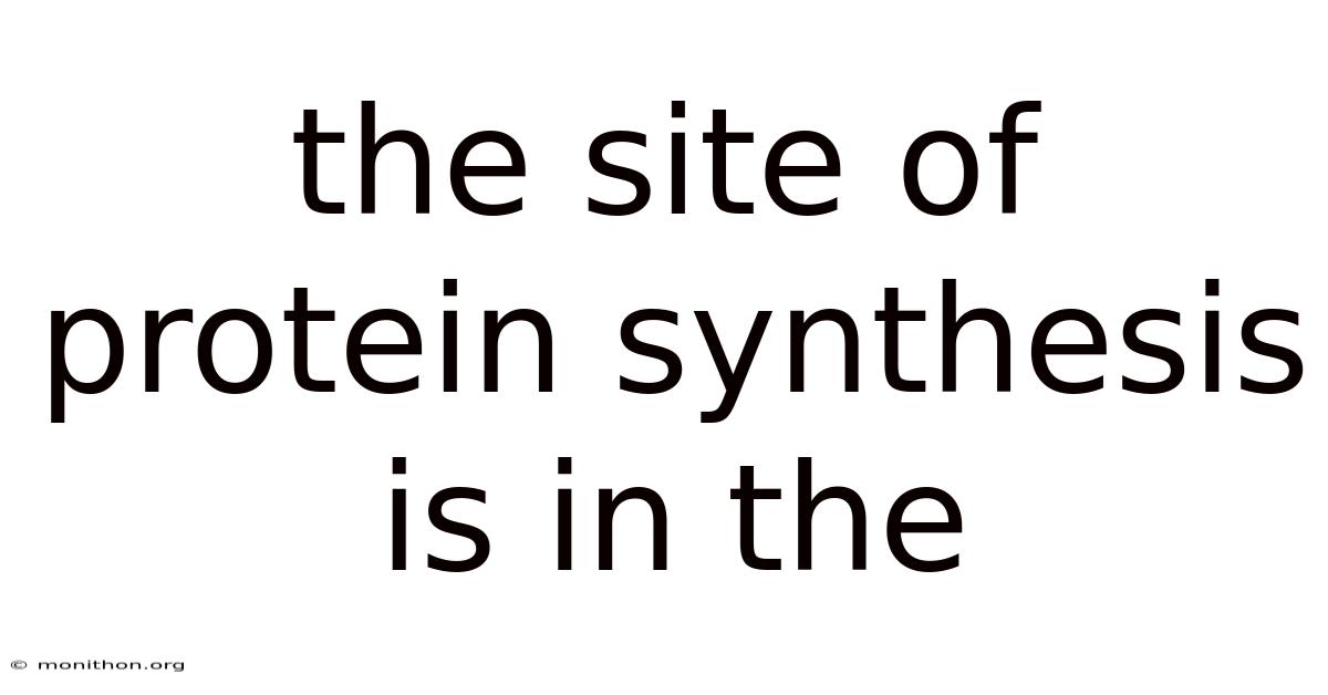 The Site Of Protein Synthesis Is In The