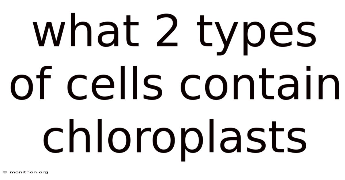 What 2 Types Of Cells Contain Chloroplasts