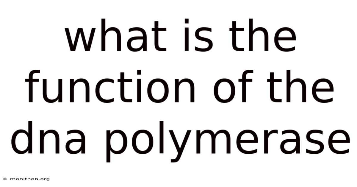 What Is The Function Of The Dna Polymerase