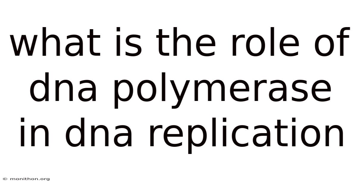 What Is The Role Of Dna Polymerase In Dna Replication