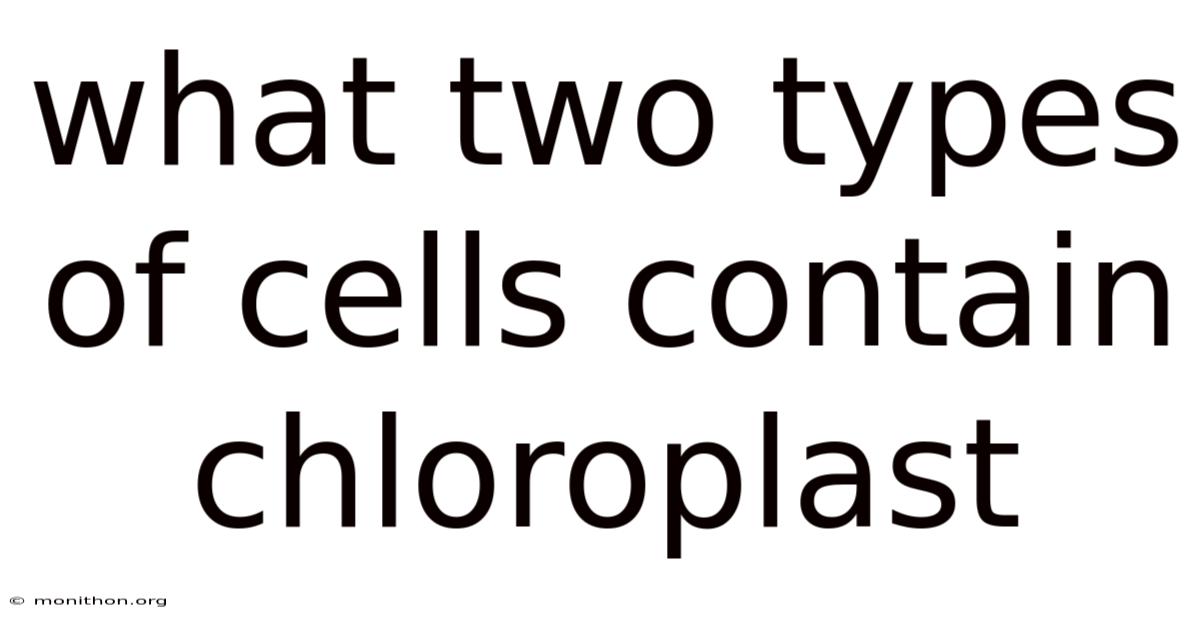What Two Types Of Cells Contain Chloroplast