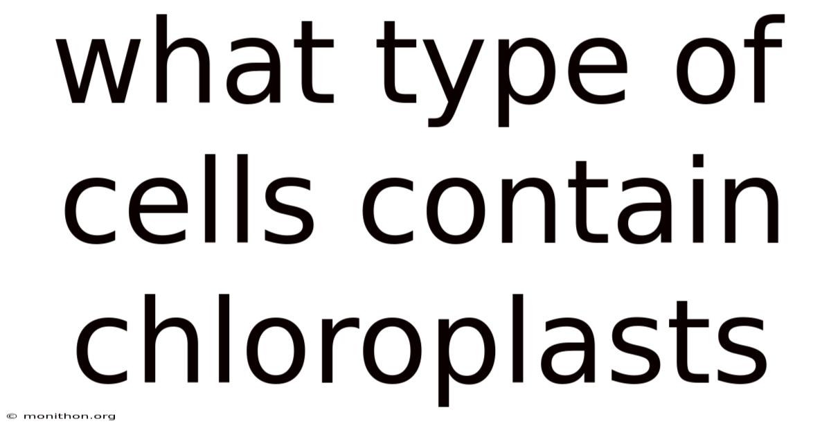 What Type Of Cells Contain Chloroplasts