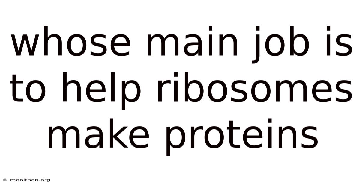 Whose Main Job Is To Help Ribosomes Make Proteins
