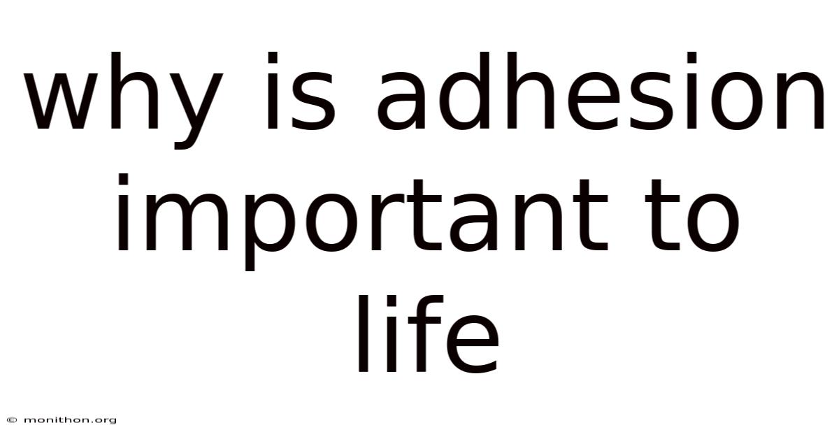 Why Is Adhesion Important To Life